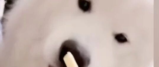 会撸串的萨摩耶，女主人独宠它，是不是太偏心了