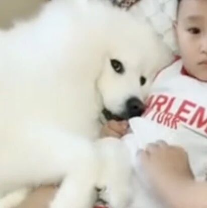 萨摩耶：快给我报警！！！这里有人吸狗！！！