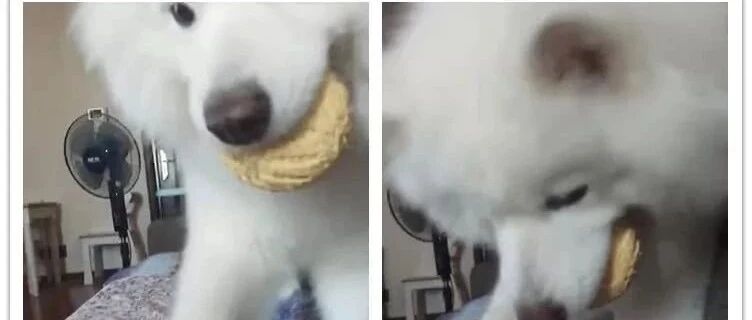 萨摩耶叼着球在主人面前撒娇，明狗不说暗话，我们一起玩球吧