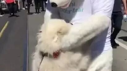 萨摩耶半路认了个老爸，兴奋的狂摇尾巴讨抱抱....