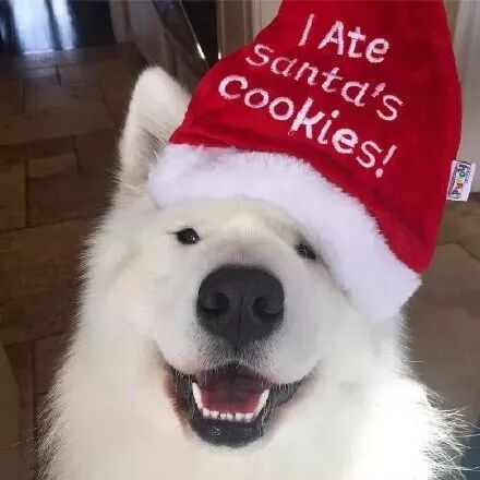 本想养只萨摩耶，结果发现家里出现一只北极熊......