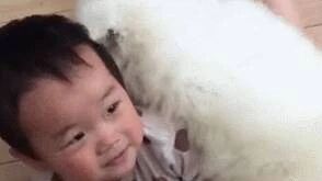 萨摩耶脾气真好，果然是傻白甜，萨摩耶：你若开心，便是天晴