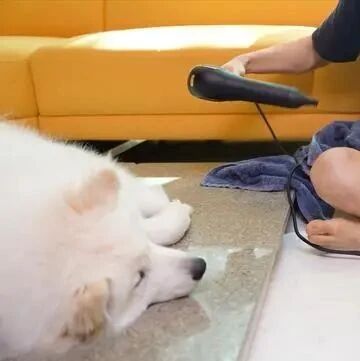 主人帮猫咪洗澡，却被猫咪突然亲吻，萨摩耶识趣地在旁把风