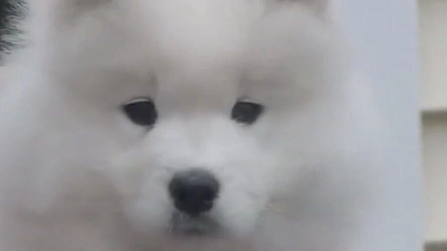 第一次知道萨摩耶的耳朵这么Q弹