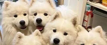 网友养了五只萨摩耶，每次吃零食的时候都要面对这场面……