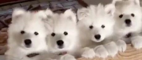 被一群还是宝宝的萨摩耶给隔空臭骂了一顿，可控主竟然还……