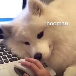 一只对着鼠标吃醋的萨摩耶，小萨：“别摸鼠标，摸我！”