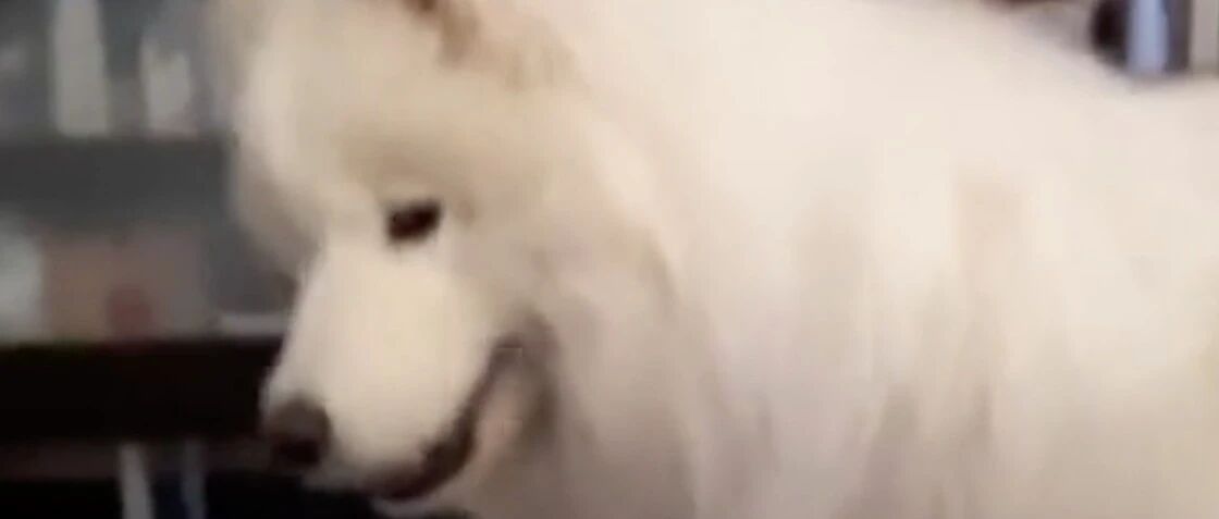 这样的发量羡慕吗？萨摩耶：还是铲屎官你会玩呀！