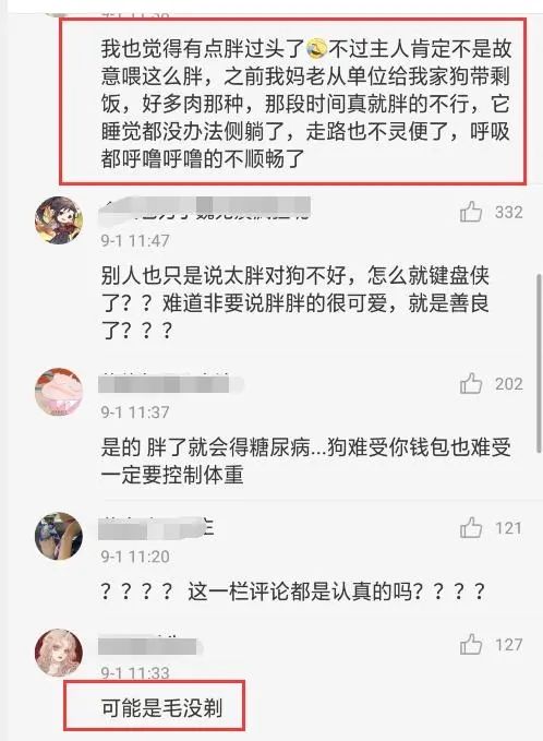 每一位奶奶都是養豬高手，家人還以為養了隻北極熊！網友：薩摩豬 寵物 第5張