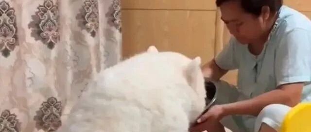 每一位姥姥都是养猪高手，家人还以为养了只北极熊！网友：萨摩猪