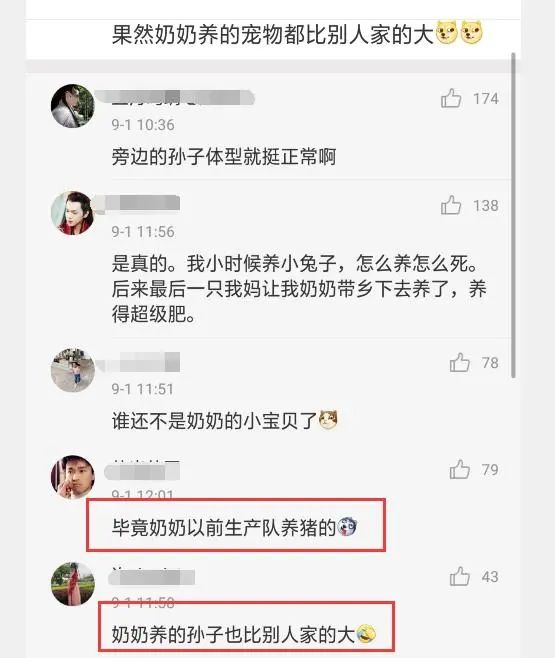 每一位奶奶都是養豬高手，家人還以為養了隻北極熊！網友：薩摩豬 寵物 第4張