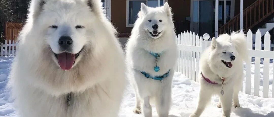 兽医给每一位铲屎官的建议，看到第一条就哭了...