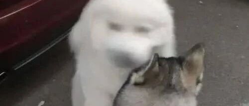 初次见面“一见钟情”，萨摩耶抱着二哈开始啃，二哈矜持点行不