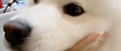 主人突然咬住萨摩耶的鼻子，狗狗瞬间蒙圈了，小表情好可爱