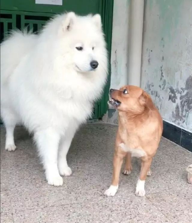 薩摩耶和田園犬對峙，田園犬冷不丁咆哮一聲，薩摩的表現亮了…… 職場 第5張