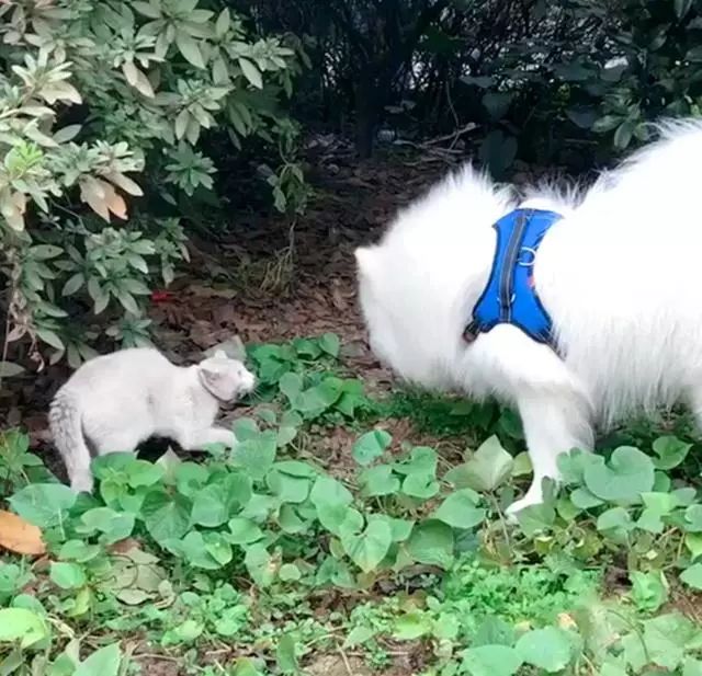 薩摩耶和田園犬對峙，田園犬冷不丁咆哮一聲，薩摩的表現亮了…… 寵物 第2張