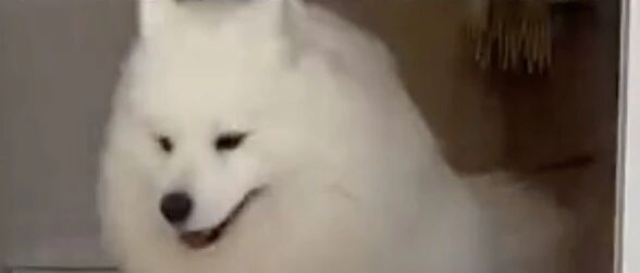 萨摩耶玩障碍赛，有点厉害！