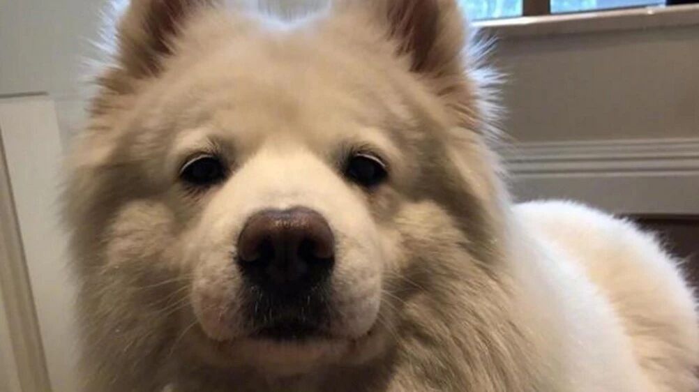 萨摩胆子越来越大，咬坏东西还理直气壮，这个表情让人气愤