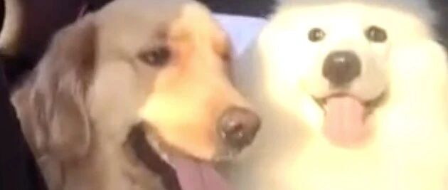 养只金毛和萨摩的日常，萌shi人不偿命！