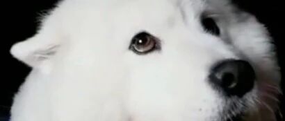 萨摩竟然有这种低吼，它是发怒了吗，太可怕了