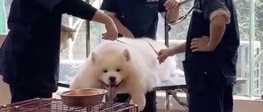 一只修了毛的萨摩耶，请问这是什么品种的猪？