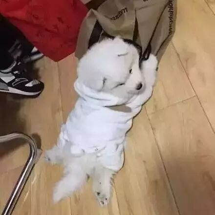 小萨摩：粑粑，意不意外，惊不惊喜？