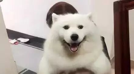 未婚的萨摩耶意外怀孕生子...你们给看看，这孩子它爸是谁？