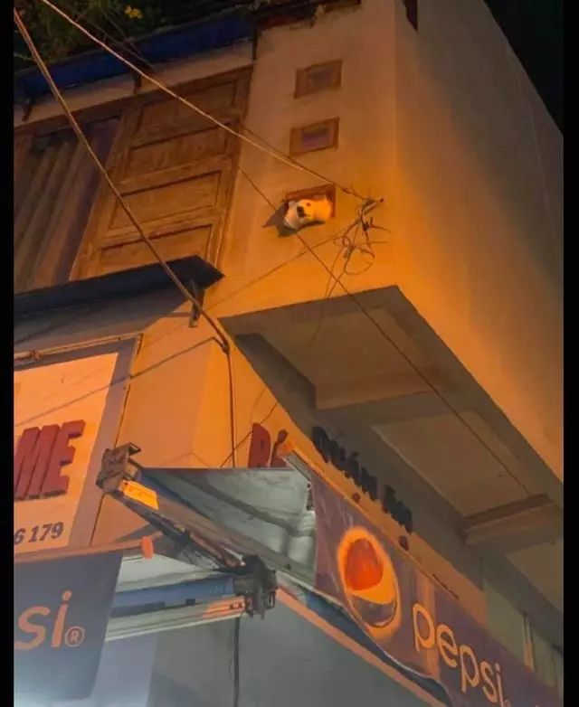 萨摩耶从小窗户里探出脑袋，不停朝外面张望着，小眼神好着急呀！