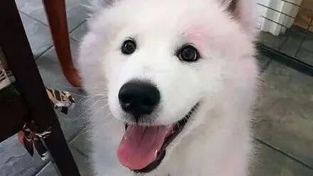 养萨摩耶是种什么体验？快来看看吧！