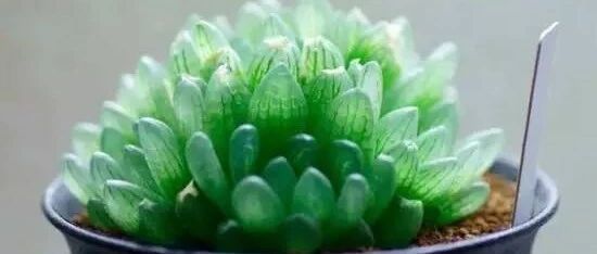 冬型种 多肉植物都有哪些 多肉百科 微信公众号文章 微小领