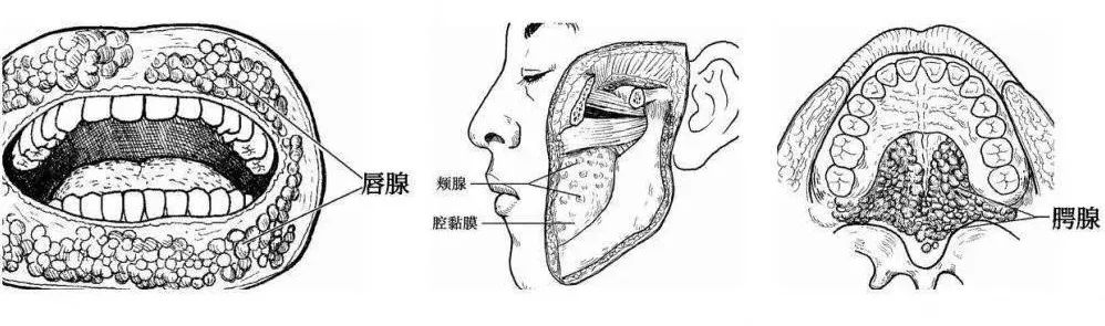 口腔长泡是什么原因引起的
