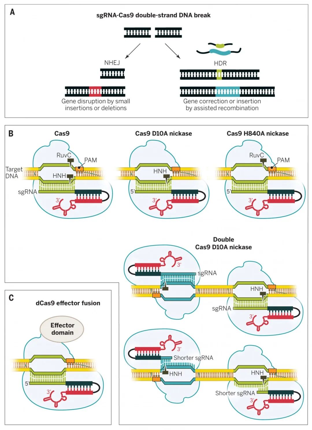 Crispr Cas基因编辑疗法的前景与伦理争议 战略前沿技术 微信公众号文章阅读 Wemp