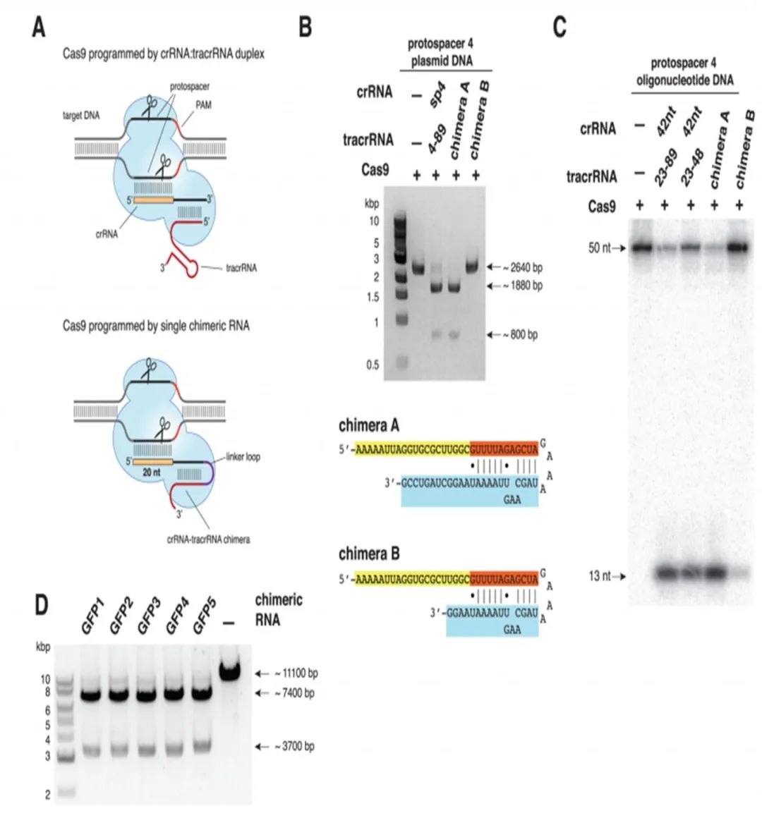 Crispr Cas基因编辑疗法的前景与伦理争议 战略前沿技术 微信公众号文章阅读 Wemp