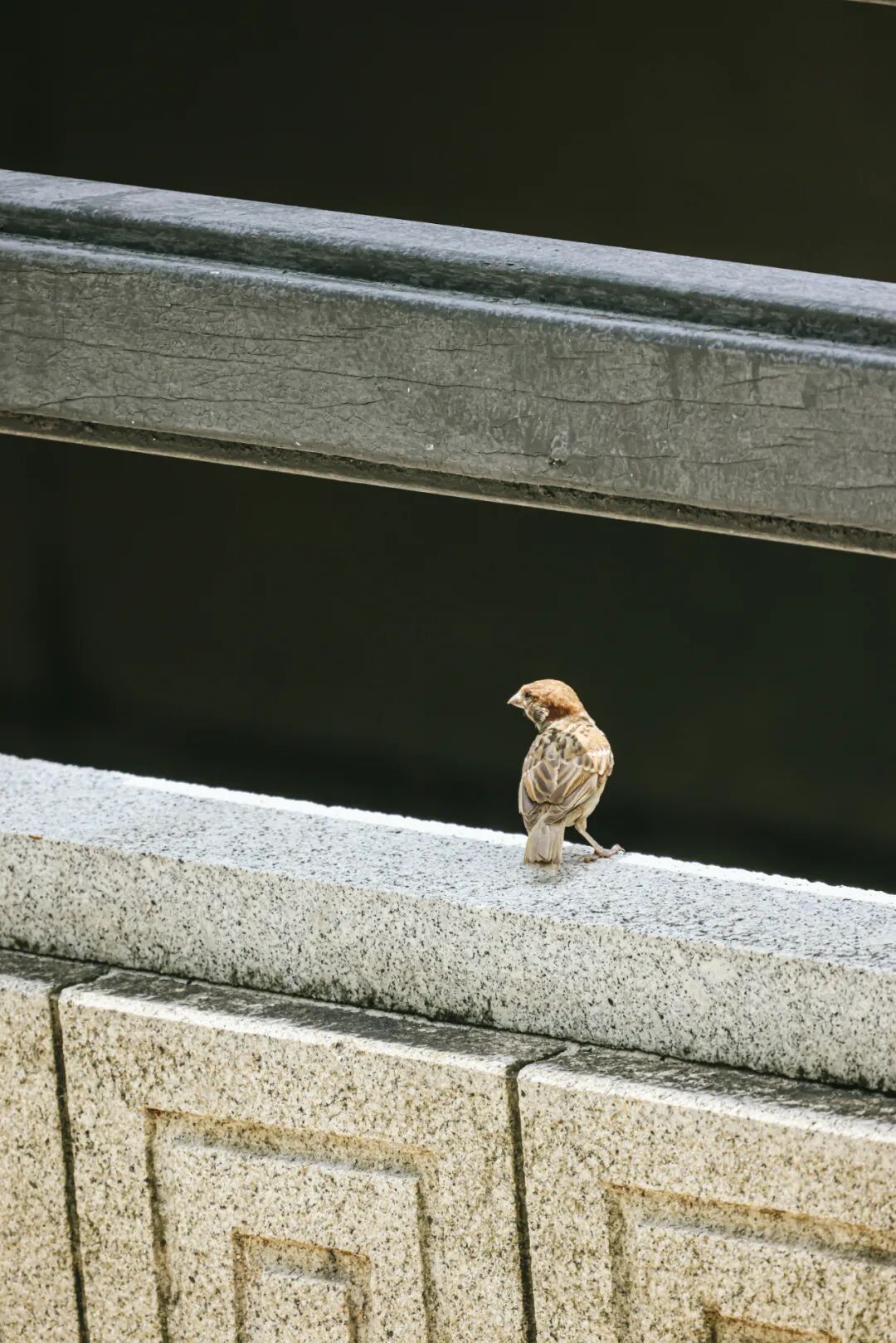 640?wx_fmt=jpeg&tp=webp&wxfrom=5&wx_lazy=1&wx_co=1