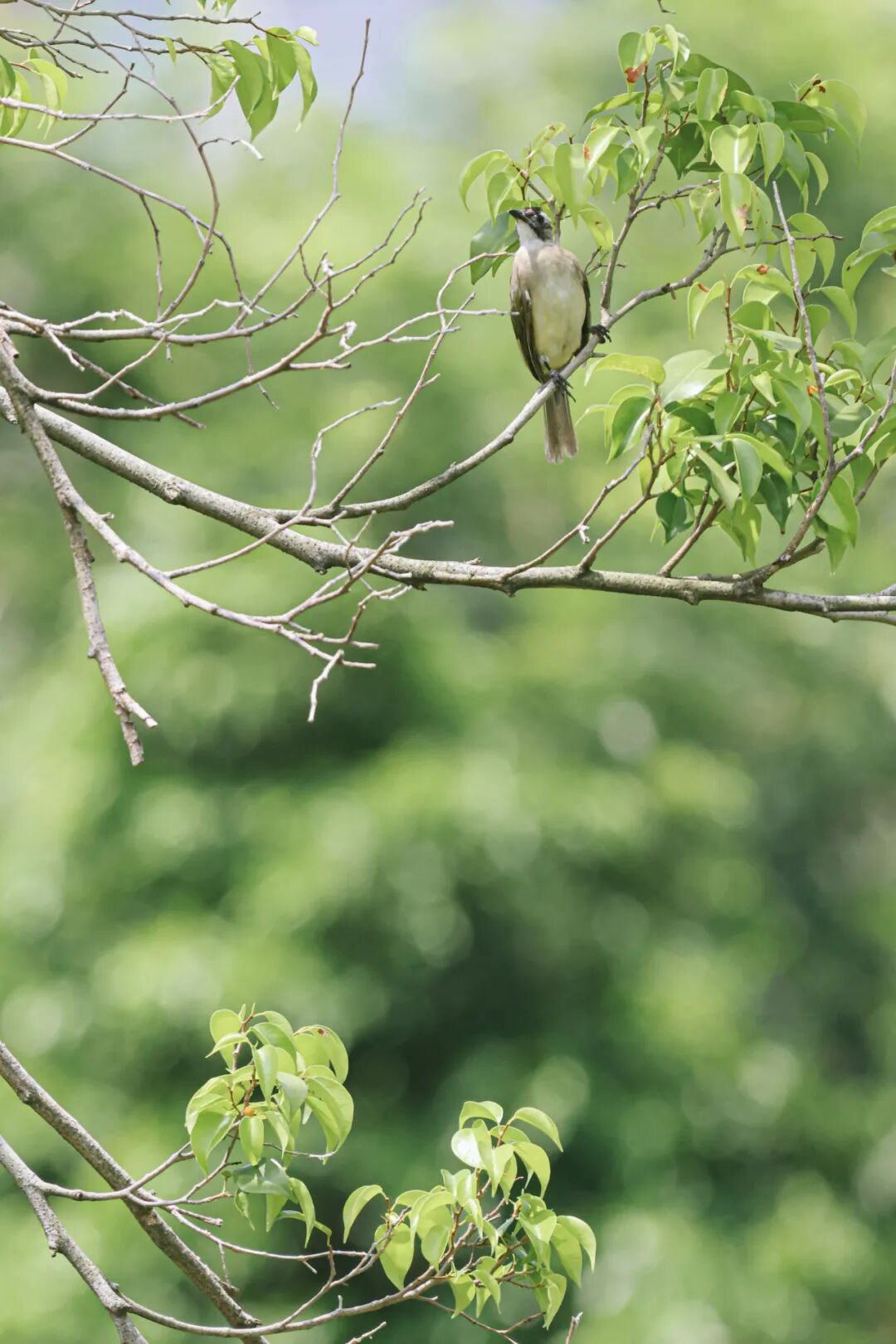 640?wx_fmt=jpeg&tp=webp&wxfrom=5&wx_lazy=1&wx_co=1