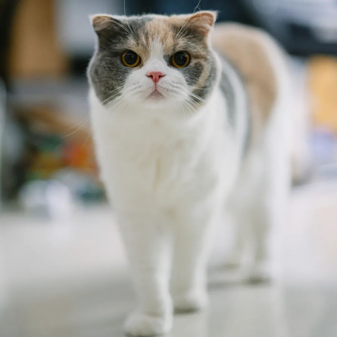 640?wx_fmt=jpeg&tp=webp&wxfrom=5&wx_lazy=1&wx_co=1