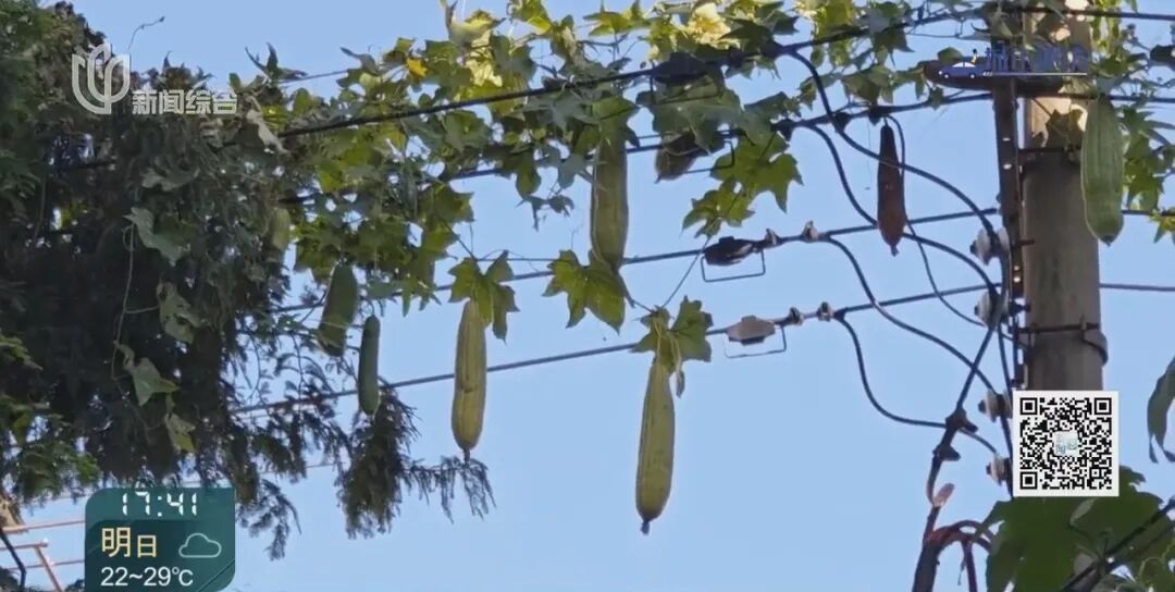 藤蔓缠线瓜悬空 安全隐忧绕头顶[00-01-49][20261019-215958299].jpg