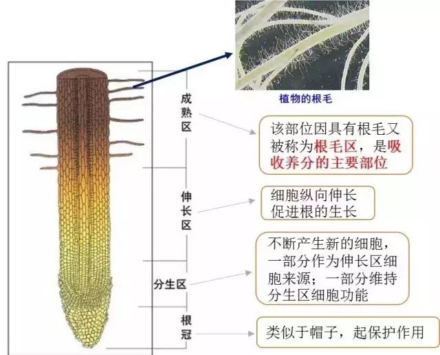 根系是如何吸收矿质养分的 植物科学最前沿 微信公众号文章阅读 Wemp