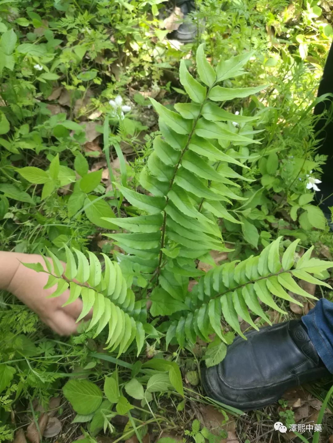 金蕎麥的嫩葉,非常美味.入藥的是根.鉤藤.紫花前胡.鬧羊花.