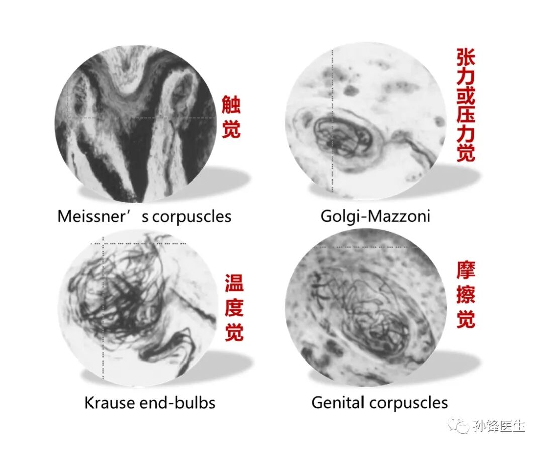 弧形吻合器怎么用痔的“星月术”：弧形直肠粘膜环切术+痔动脉结扎术_https://www.jmylbn.com_新闻资讯_第6张