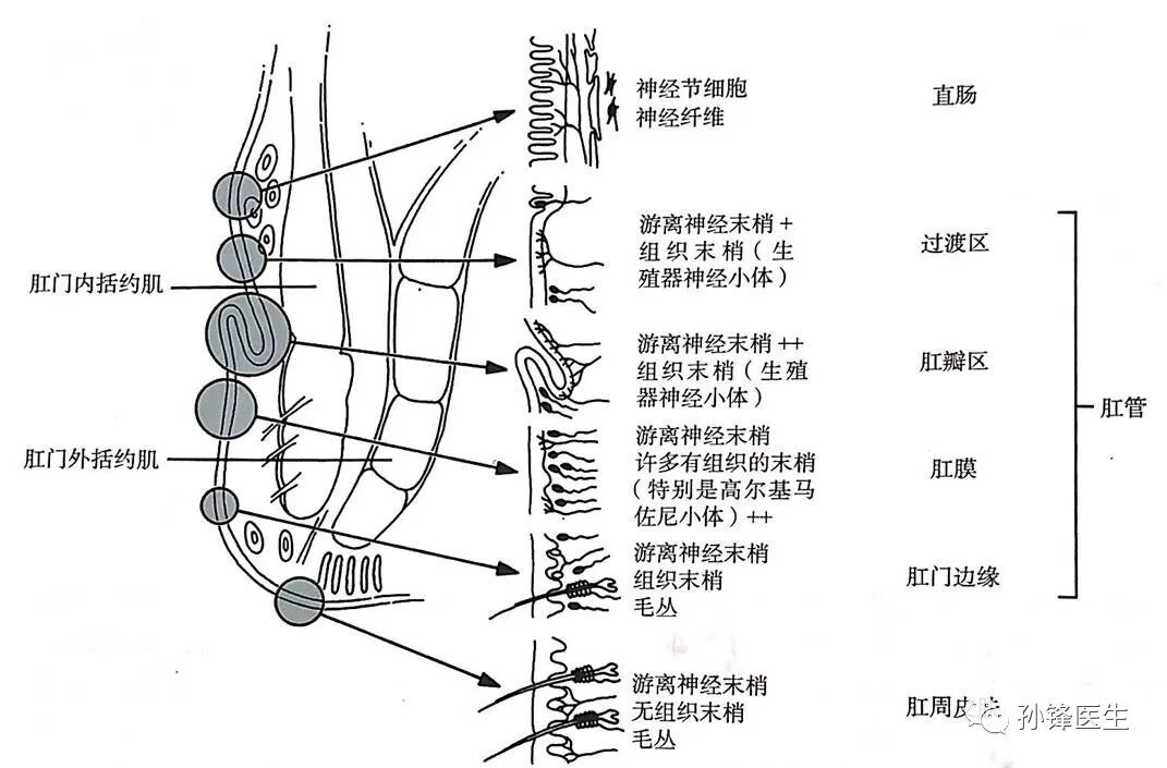 弧形吻合器怎么用痔的“星月术”：弧形直肠粘膜环切术+痔动脉结扎术_https://www.jmylbn.com_新闻资讯_第8张