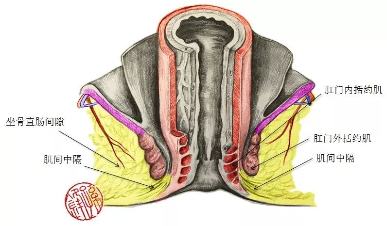 肛门内部图图片