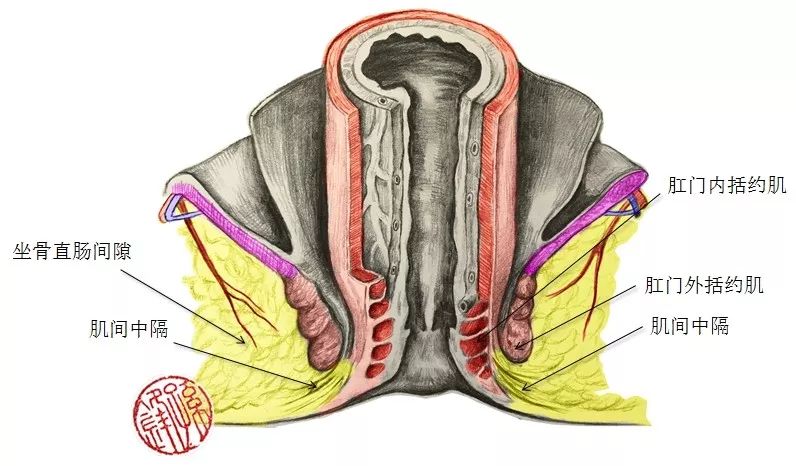 肛管的结构,一文读懂