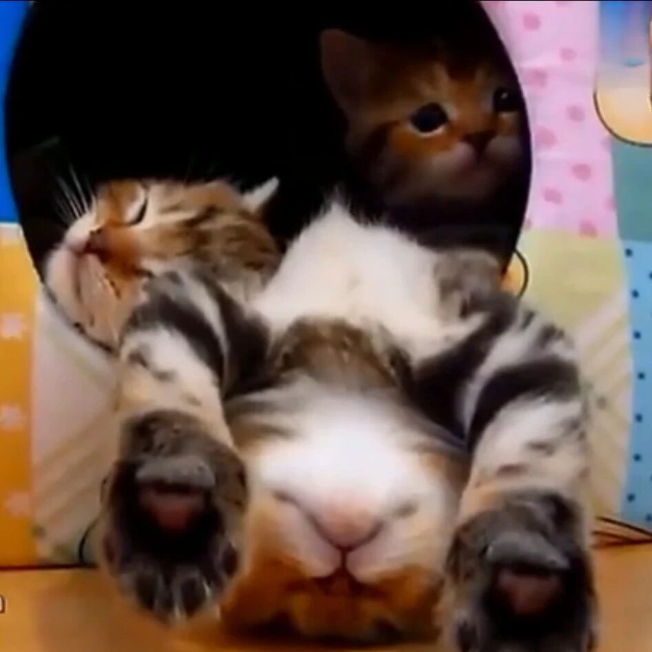 猫咪像不像早上起床要出门又怕吵醒小伙伴的你？