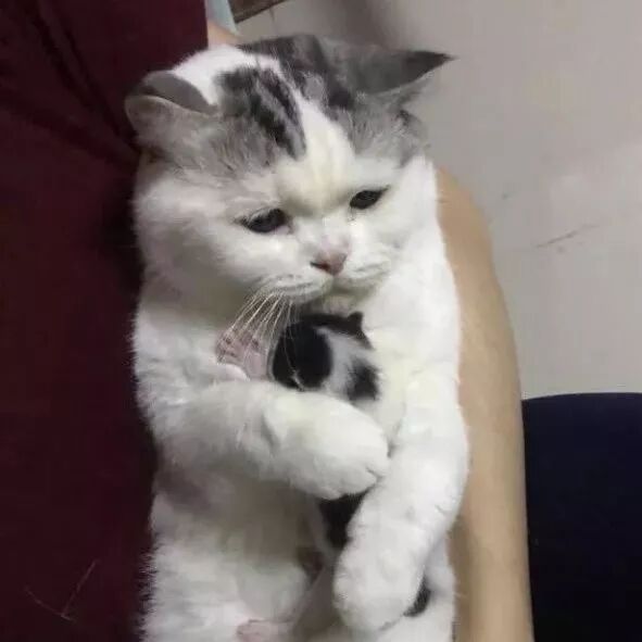 猫咪母爱泛滥霸占别人的小奶猫不松手，被强行抱走娃后表情亮了！