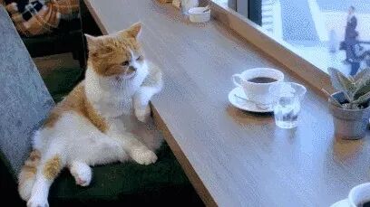 单身猫的情人节，闻者伤心、见者流泪！！