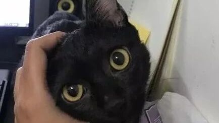 没有买卖就没有伤害，请珍惜每一只喵星人！