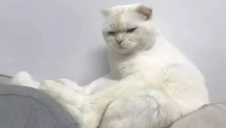 喵星人每天都很厌世，竟然是因为。。。