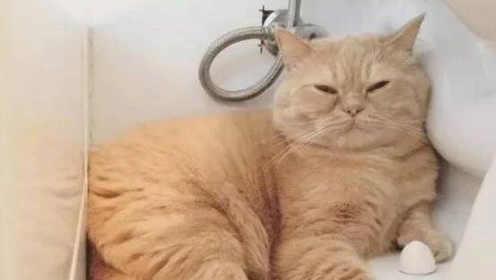 喵星人喜欢占着茅坑不拉屎，铲屎官花了九牛二虎之力才让喵星人换了个地方睡