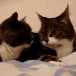 两只喵星人的对话，也不知道他俩在唠啥。。。